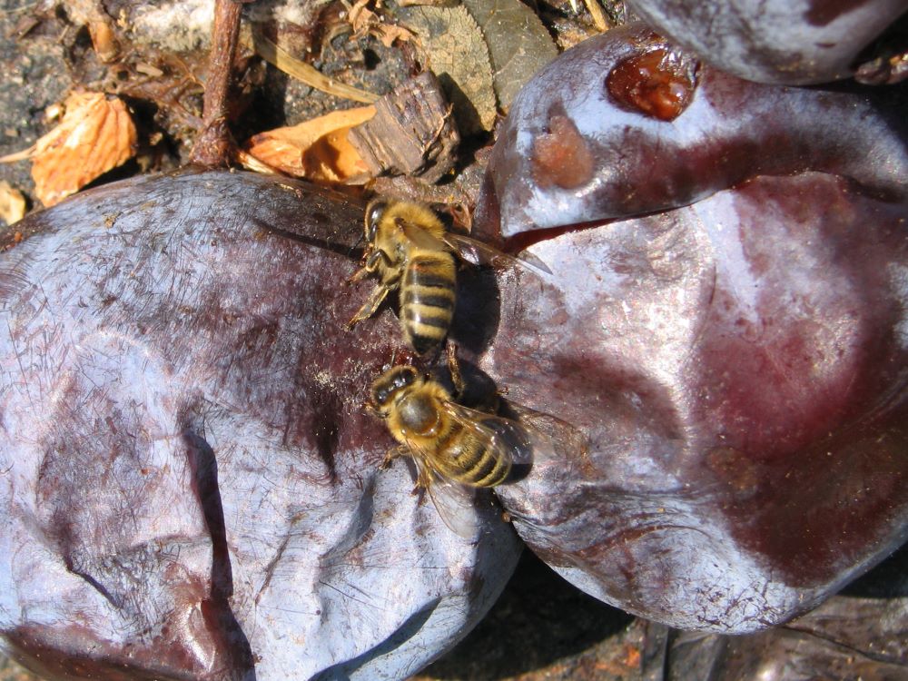 cps6_7115_BusyBees.jpg