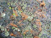 cps6_1976_Lichen.jpg