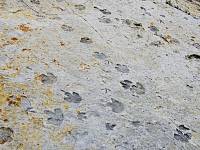 cps6_2014_DinoTracks.jpg