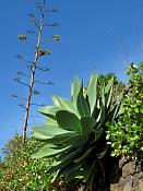 cg10_3909_Agaves.jpg
