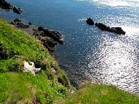 cg10_1724_GreenBreedingGround.jpg