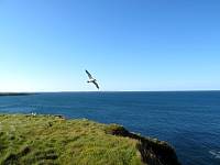 cg10_1800_FulmarCruising.jpg