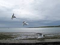 cg10_1925_Landing.jpg