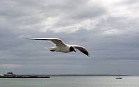 cg10_1933_BlackheadedSeagull.jpg