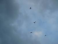 cg10_2208_ArcticTerns.jpg