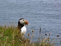 cg10_2241_NestBuilder_b.jpg