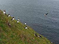 cg10_2248_PuffinsGalore.jpg