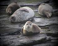 cg10_2113_SealFamily.jpg
