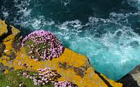 cg10_2143_CliffFlowers_L_85.jpg